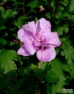Hibiscus syriacus 'Ardens' -- Garteneibisch 'Ardens'